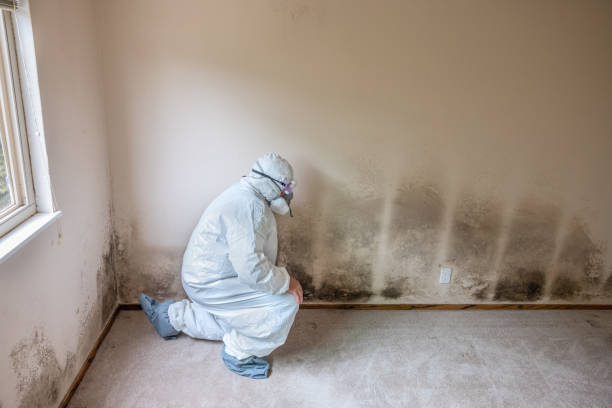 Mold Removal for HVAC Installations in Littleton, CO